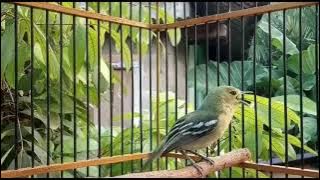 Sirtu Gacor, Pancingan Sirtu/Cipow Macet Bunyi