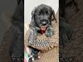 アイリッシュウルフハウンドをお迎えします！#Irishwolfhound #ジェントルジャイアント#超大型犬