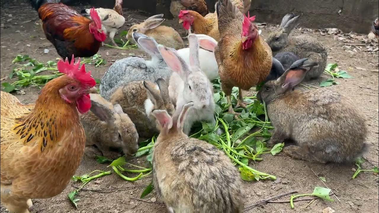 Go to the garden to feed the rabbits cute rabbit with chicken YouTube