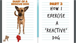 How I exercise & stimulate a reactive dog - Diary of a rescue dog pt3