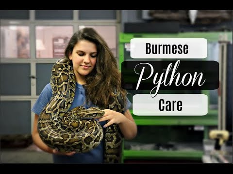 How to Handle a Burmese Python?