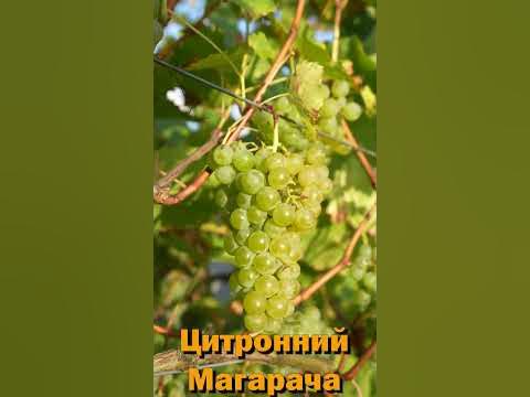 Цитронний Магарача білоягідний мускатний виноград - YouTube