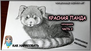 Как нарисовать шерсть Красной панде. Обучающий мастер класс. Часть 2