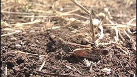 The Australian plague locust