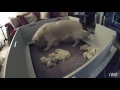 Two Week Old Golden Retriever Puppy Can't Find Mom