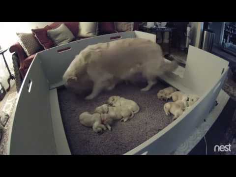 Two Week Old Golden Retriever Puppy Can't Find Mom