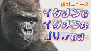 イケメンゴリラのシャバーニ来日【復刻ニュース 2007年6月】