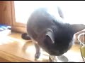Talking Cat Drinks Milk From A Spoon.flv