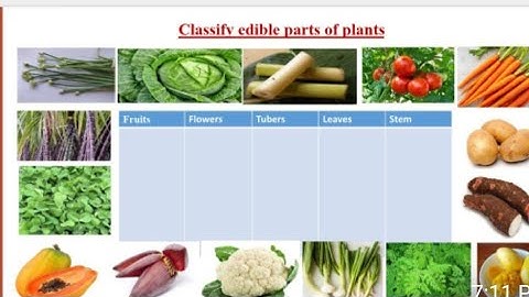 Victers channel class 3 evs worksheet today,victers channel std 3,std 3 evs unit 1 textbook activiti