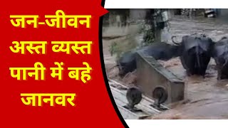 Andhra Pradesh Rainfall: बाढ़ से बेहाल तिरुपति | Andhra Pradesh Rain Disaster | Tirupati Andra Flood