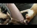 Kitten and Siamese Cat Touching Paws While Sleeping 😻