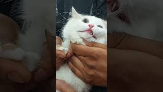 Sweetu Ko lagi Aakhiri Vaccination | Sweetu Kitana Cool Hai | @Sweetupersiancat2024 by Sweetu - The Persian Cat 120 views 1 day ago 3 minutes, 43 seconds