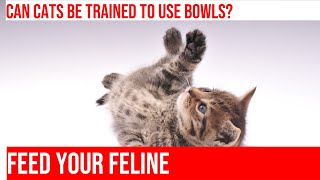 Train Your Cat to Use a Food Bowl: Tips & Tricks by Meow-sical America 84 views 5 months ago 4 minutes, 28 seconds