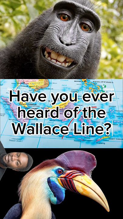 Wallacea: the straddler of continents 🦘🦧#Wallaceline #Wallacea #Marsupial #Bird #Birds #Monkey