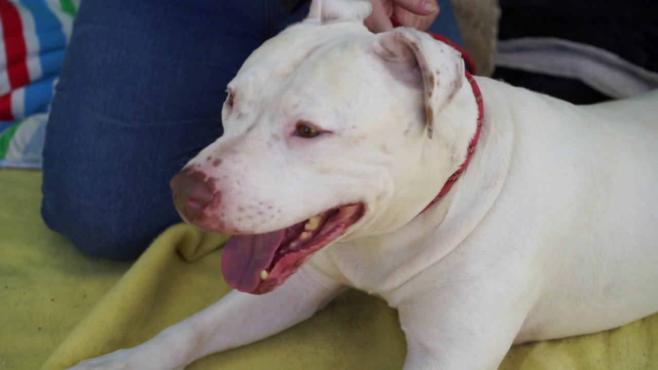 dog adoption mauritius A5006482 Jared | American Bulldog Mix