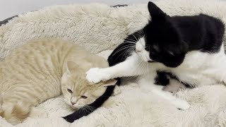 Cat Scolds Kitten For Biting His Tail