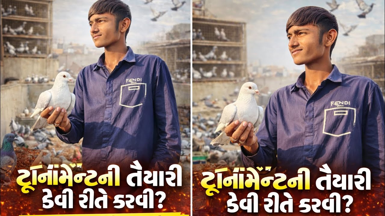 All India kabutar tournament taiyari           ઓલ ઇનડીયા કબુતર ટુનામેનટ#gujrativlog #viral #pigeon .