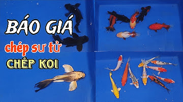 Báo giá cá chép koi, chép sư tử mới nhất 3/6/2025.