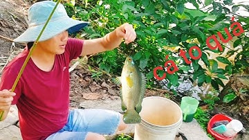 Câu Cá Rô Đồng, Làm Món Cá Rô Chiên Giòn Ngon Không Thể Tả_ Nhipsongdanda...