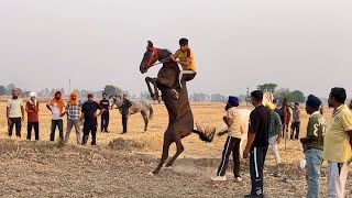 🏇Shehzadpur (BAHER) || Fatehgarh Sahib || FULL VIDEO || 16 May’24#marwarihorselovers