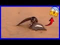 ¡Falcão ataca a la gallina de Guinea!