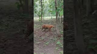 Koderma  Ka jungle