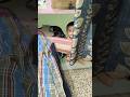 Cute baby 🐥 Hafsa funny 🤣 video #cutebaby #shortsvideo #shorts