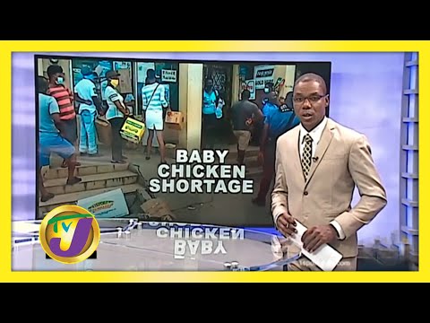 Shortage of Baby Chickens in St. Elizabeth - August 28 2020