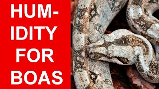 Humidity For Your Pet Boa Constrictor