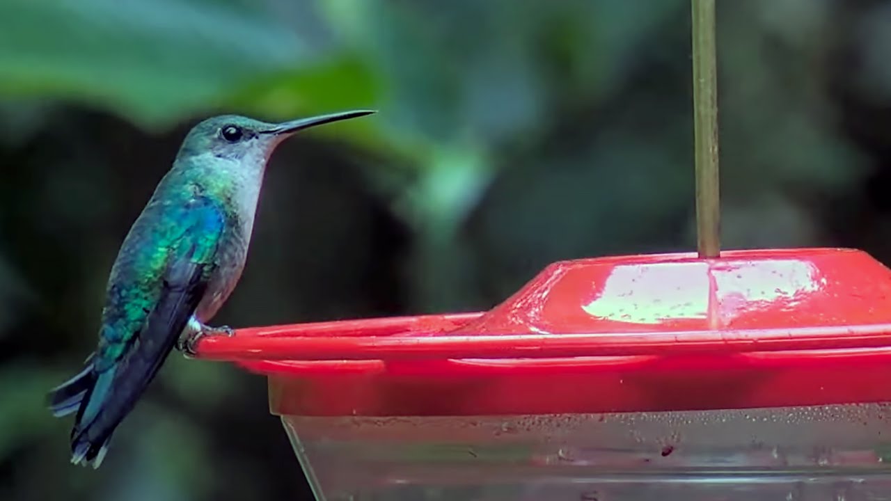 Female Crowned Woodnymph Visits Hummingbird Feeder In Panama – Nov. 29, 2023