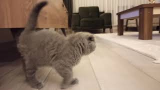 Yavru Kedi Sahiplendik Scottish Fold Hoşgeldin Mia Hanım İlk Tanışma