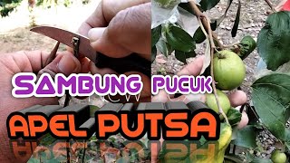 Sambung Pucuk APEL PUTSA #sambungpucuk #grafting