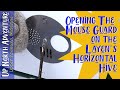 Layens Horizontal Hive | Opening The Mouse Gate |  Beekeeping in Northern Michigan