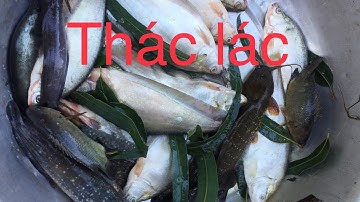 Câu Rô Trê Trúng Bầy Cá Thác Lác Quá Phê Xóm Cây Nhãn