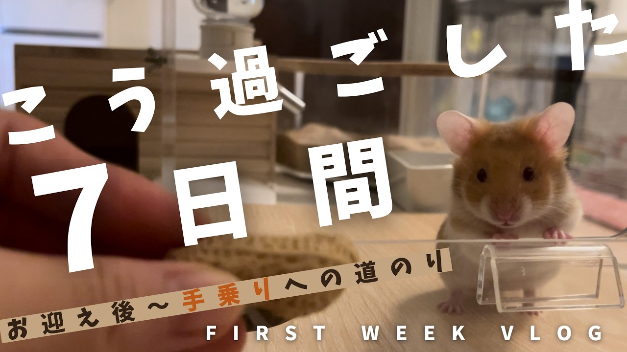 【ハムスター手乗り】お迎え後1週間の懐いてく様子を完全記録!! はじめての体重測定も!