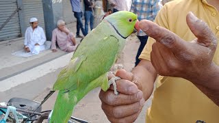 Lalukhet Birds Market | Parrots Price | Latest Update | Urdu\/Hindi