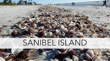 Looking for sea shells after a storm. Sanibel Island low-tide, post storm shelling.