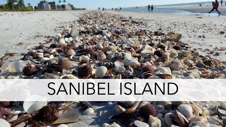 Looking for sea shells after a storm. Sanibel Isla...