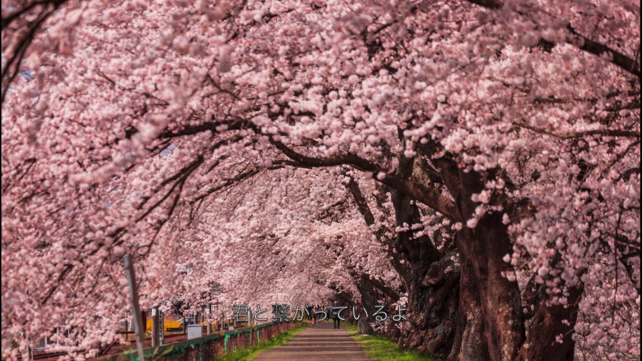 想い出の桜 / Shikinami feat. 加藤凱也