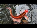 Pusat Koi Murah Gresik Jawa Timur