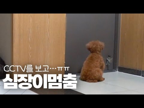 혼자있는 강아지를 CCTV로 보고 심장이 철렁 내려 앉았습니다..ㅠㅠ | EBO AIR