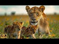 4K African Wildlife: Most Amazing Animal Encounters in Kwazulu-Natal With Real Sounds in 4K #25