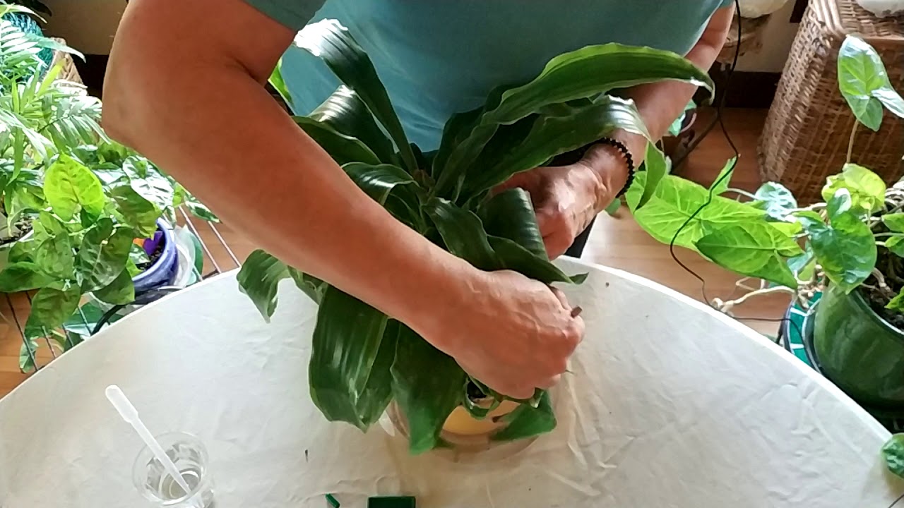 How to Check Houseplant Soil pH and Why it’s Important (Part 1) - YouTube
