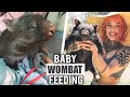 how to feed baby wombats...