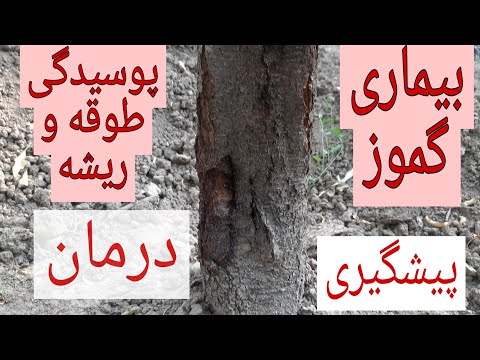 تصویری: بیماریها و آفات آلو: کنه گال آلو