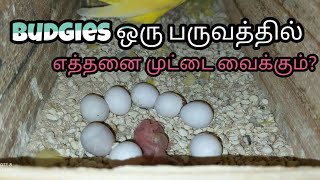How many eggs budgies lay in one clutch in தமிழ்