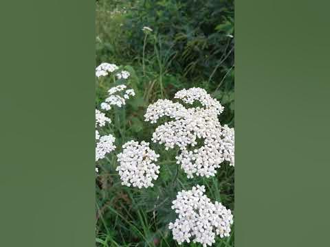 Білі польові квіти - YouTube