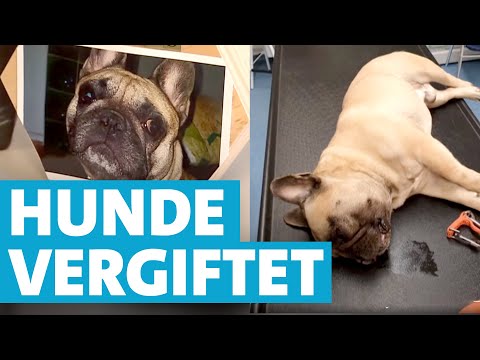 Video: Was Soll Man Einem Hund Mit Lymphangiektasie Füttern?