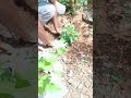 💚🌿🪴 #garden #deshbhakti #song #plants #hindisong #gardener #bagwani #shorts #ytshorts #homegarden