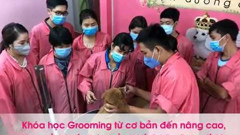 Khóa Học Grooming Cắt Tỉa Lông Chó Mèo DogParadise